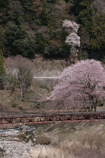 0403桜.JPG