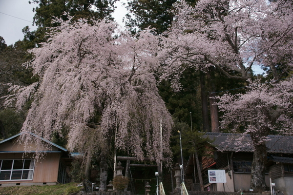 0414枝垂れ桜とエドヒガン.jpg