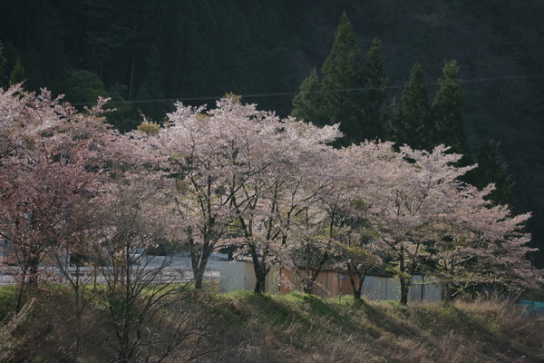 0425桜3.JPG