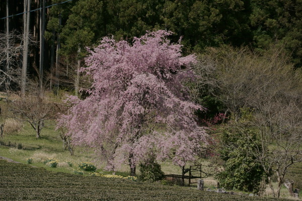 0425桜5.JPG